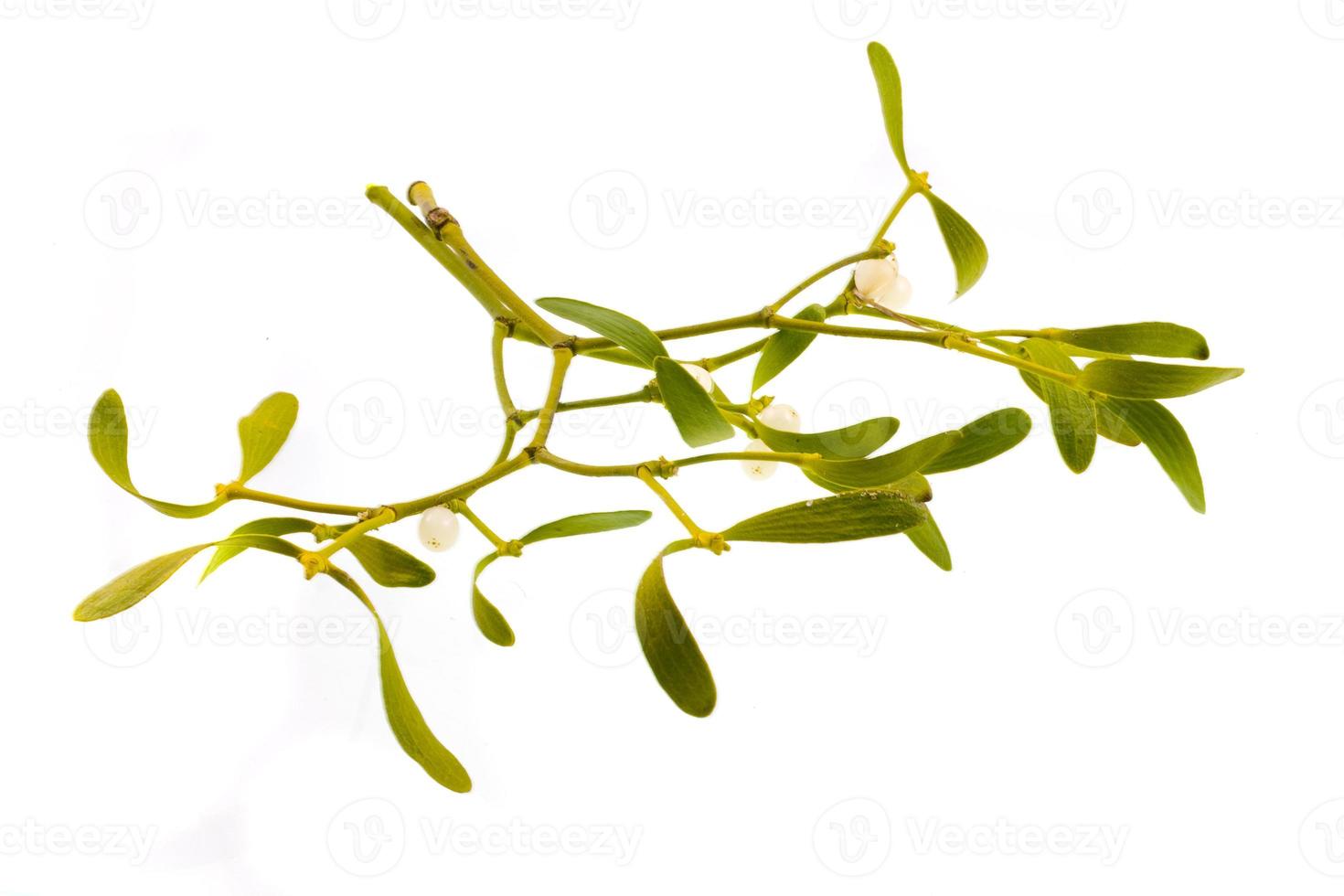 green mistletoe on white photo