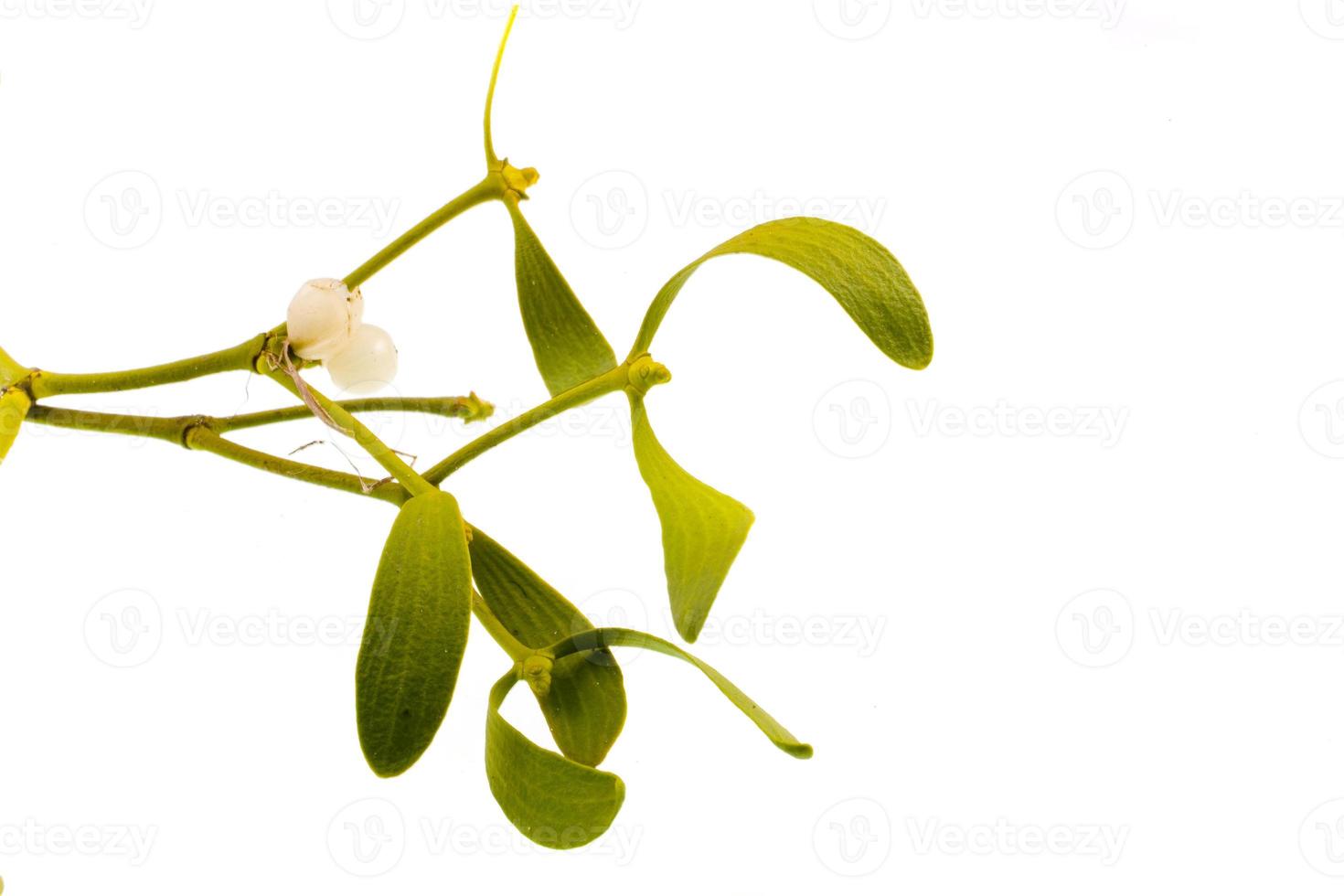 green mistletoe on white photo