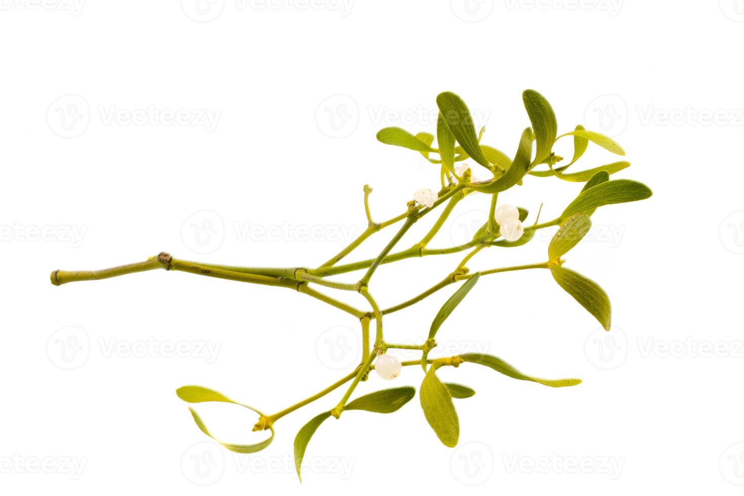 green mistletoe on white photo