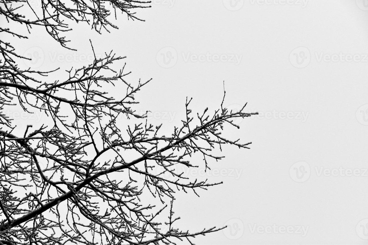 black winter tree branches covered with white snow photo