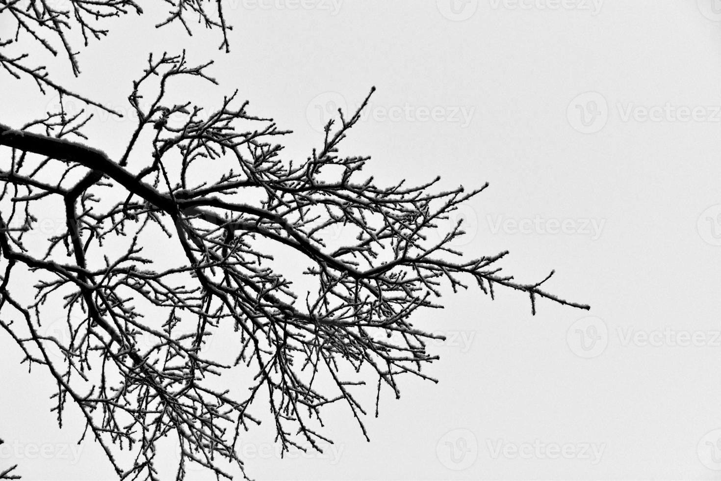 negro invierno árbol ramas cubierto con blanco nieve foto