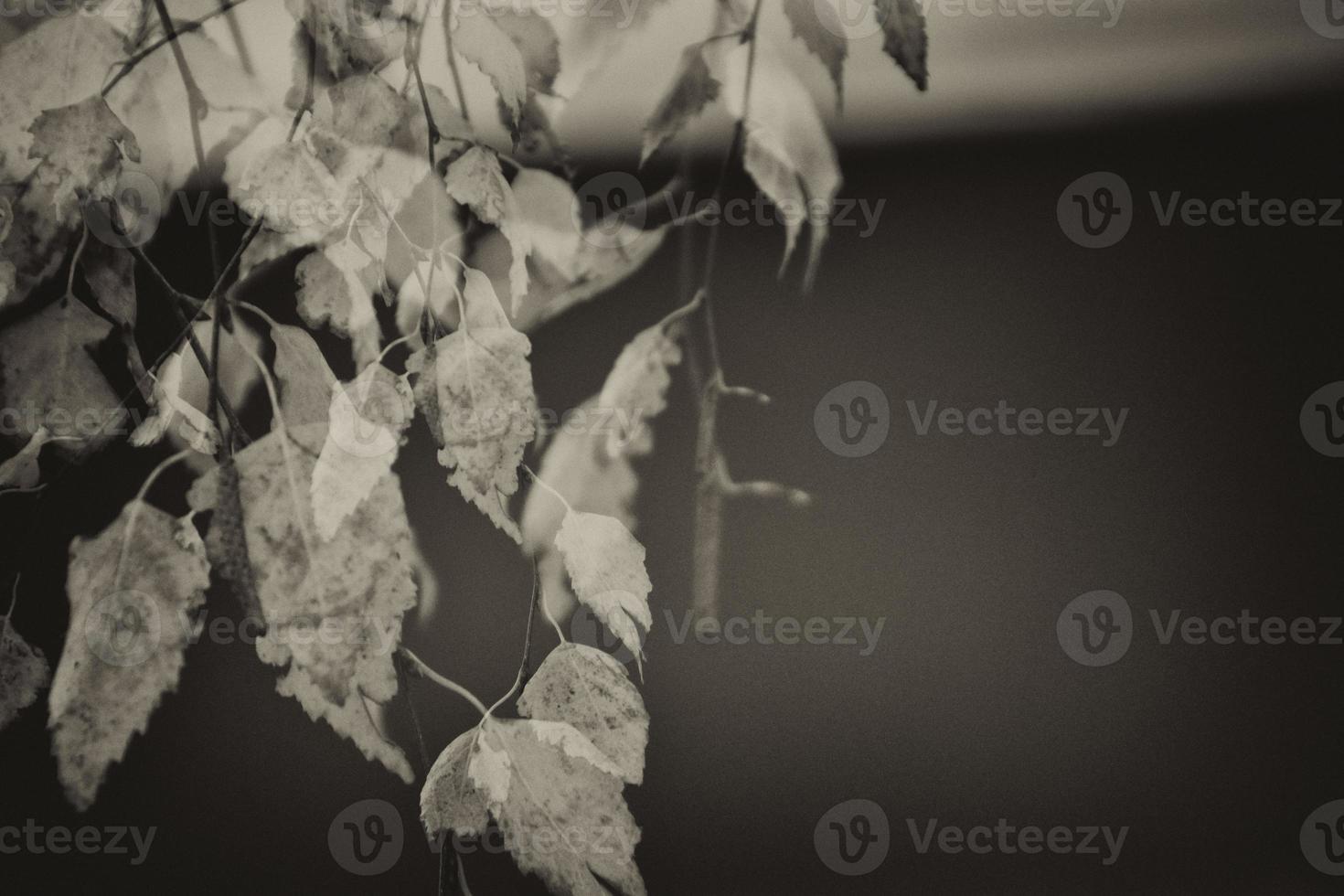 autumn golden birch leaves on a branch photo