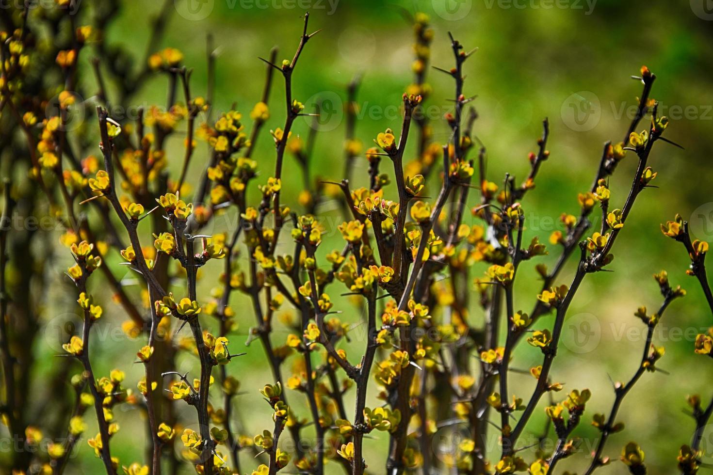 spring bush full of twigs with young delicate light green leaves photo