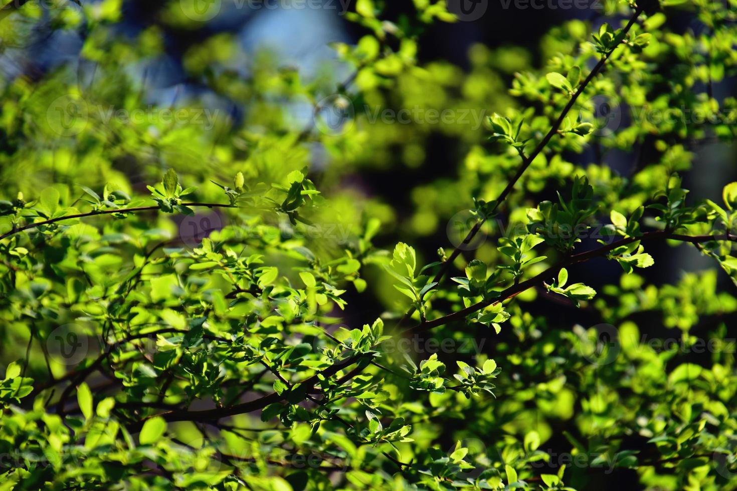 twig with young fresh spring green leaves on a warm sunny day photo