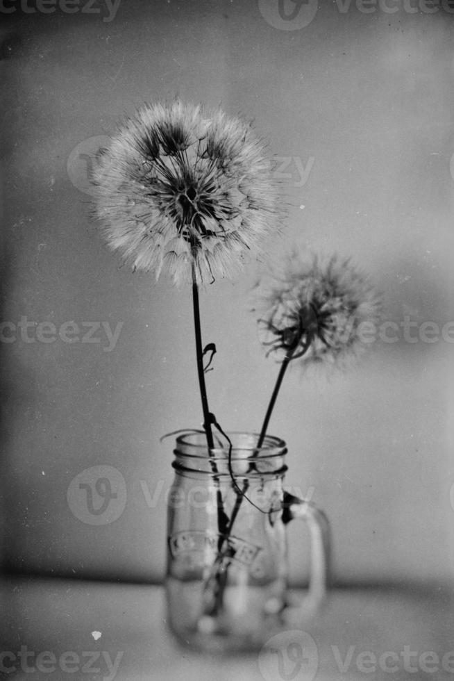 beautiful summer natural flower dandelion in close-up photo