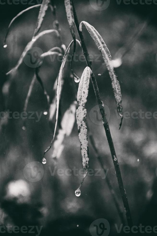 otoño plantas con gotas de agua después el noviembre congelación lluvia foto