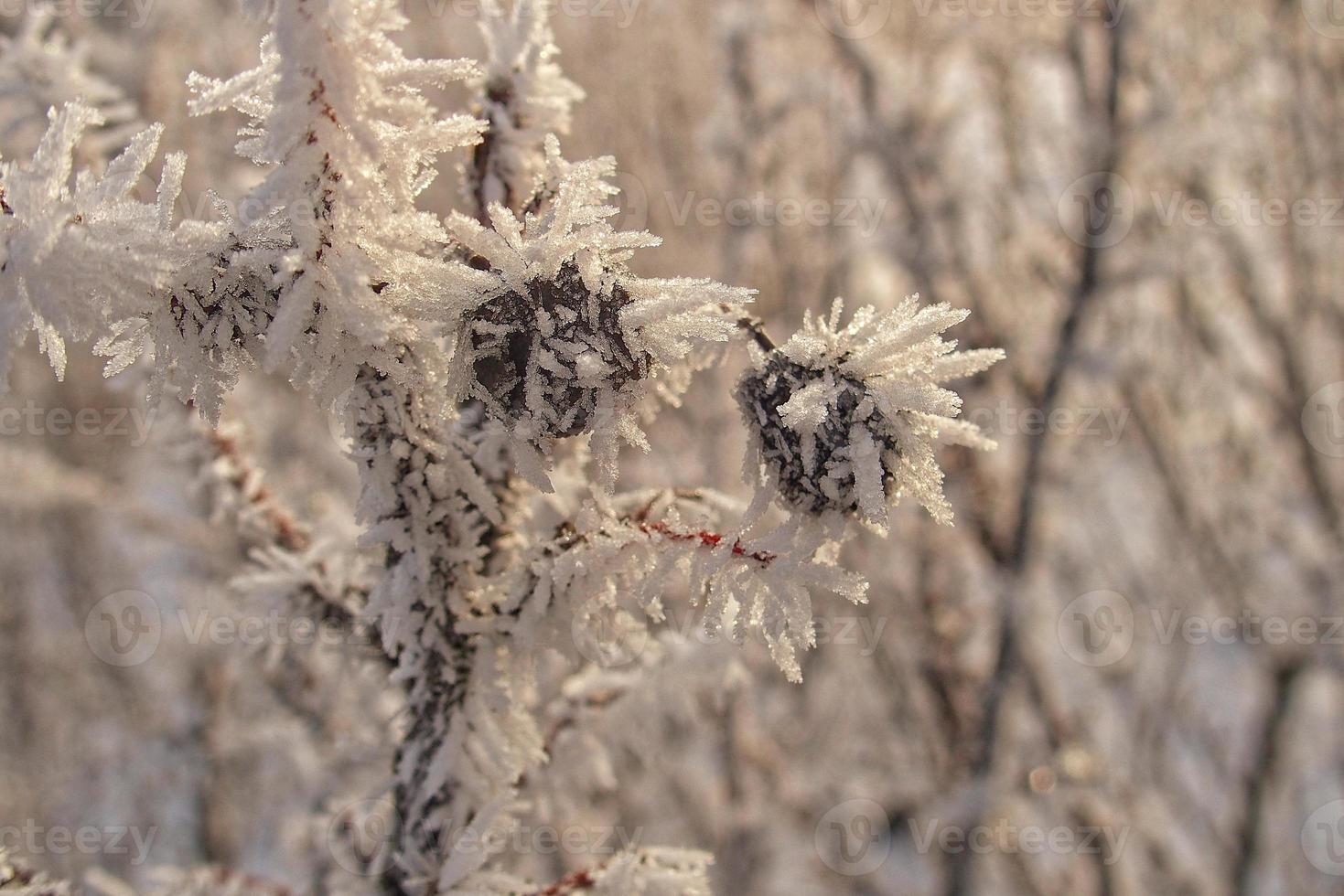 beautiful shrub with red fruits covered with white frost photo