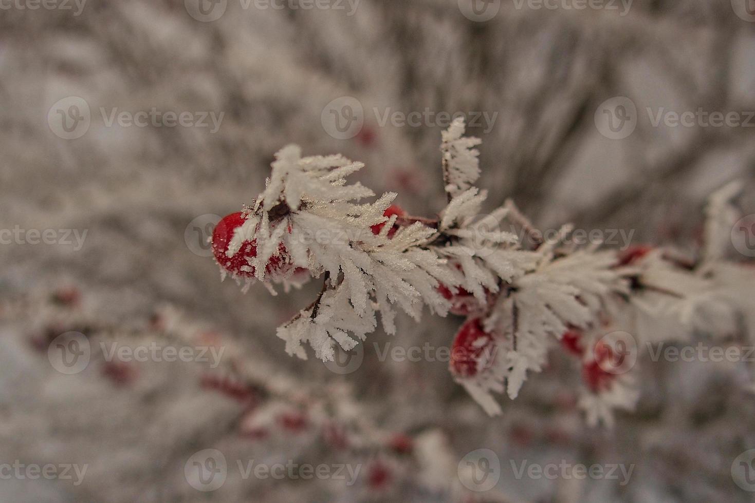 beautiful shrub with red fruits covered with white frost photo