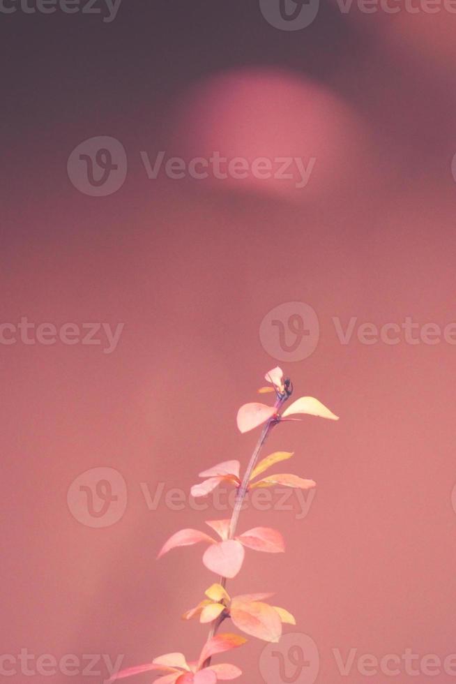 rojo bérbero iluminado por enero ligero en un suave antecedentes foto
