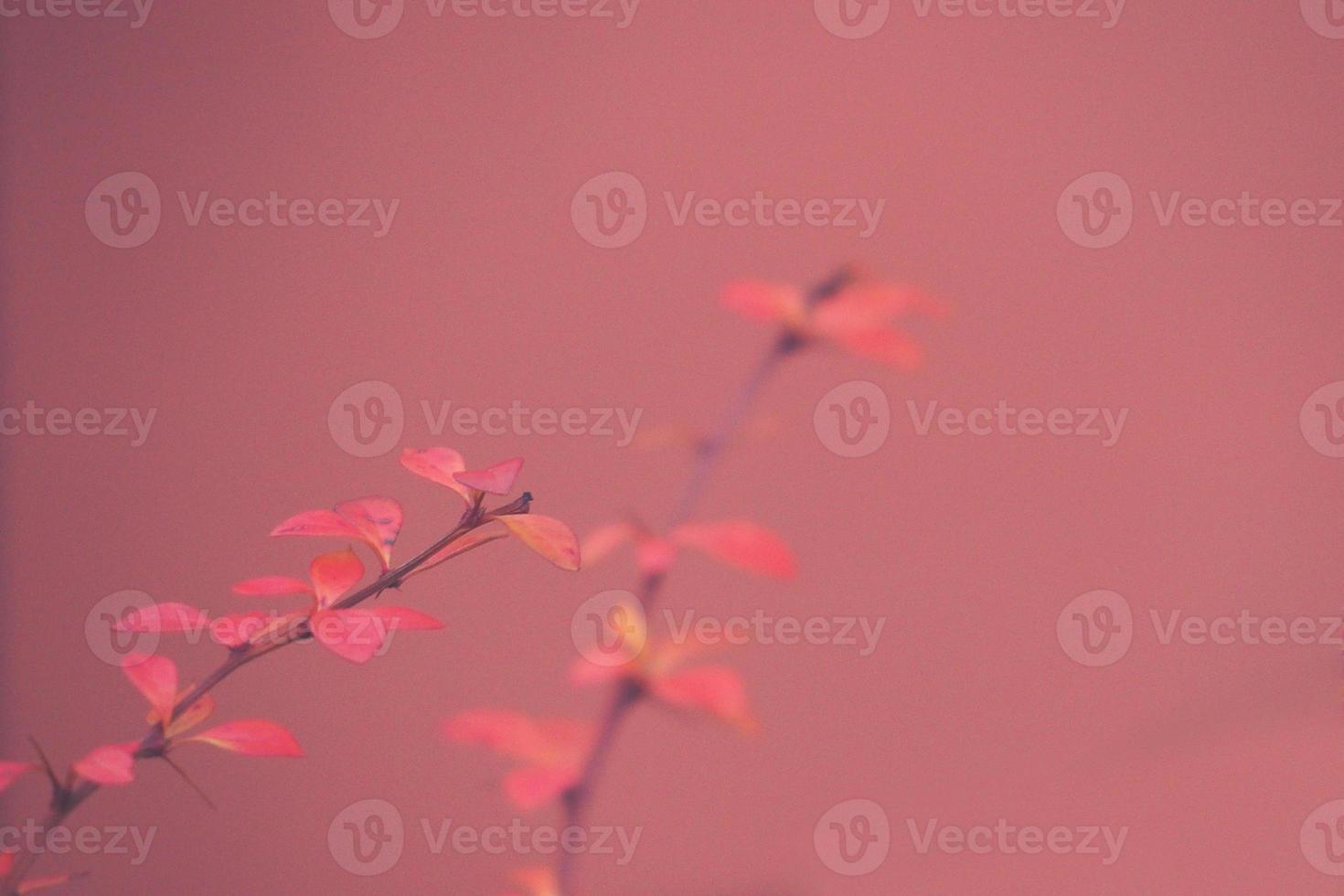 red barberry illuminated by January light on a smooth background photo