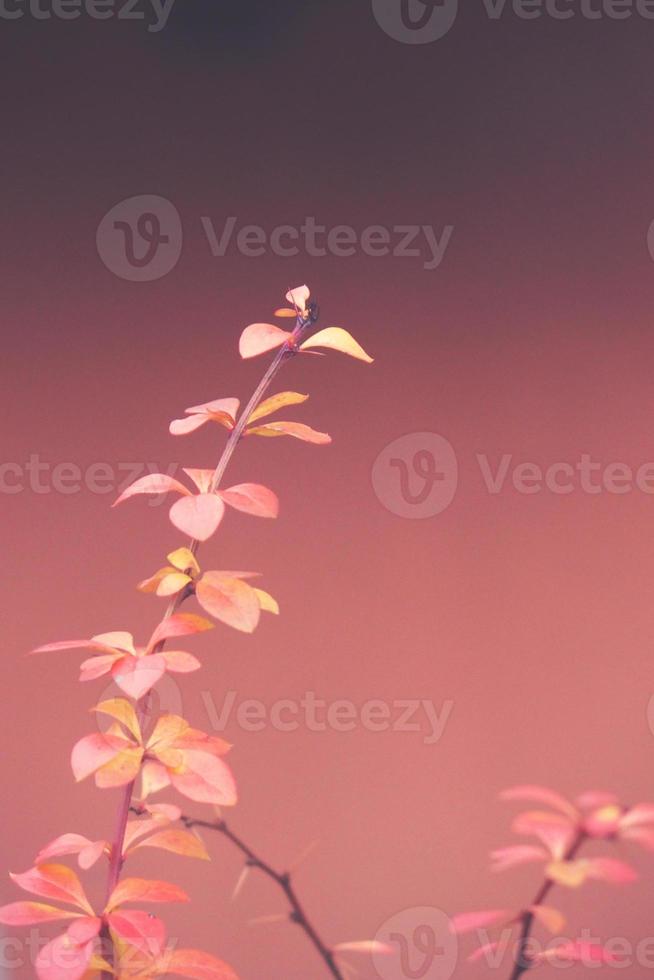 red barberry illuminated by January light on a smooth background photo