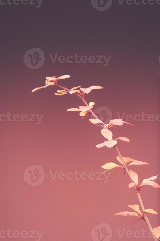 red barberry illuminated by January light on a smooth background photo