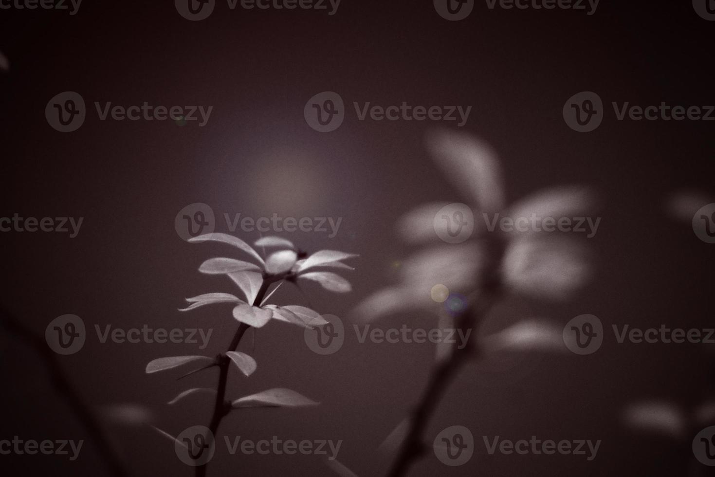 red barberry illuminated by January light on a smooth background photo