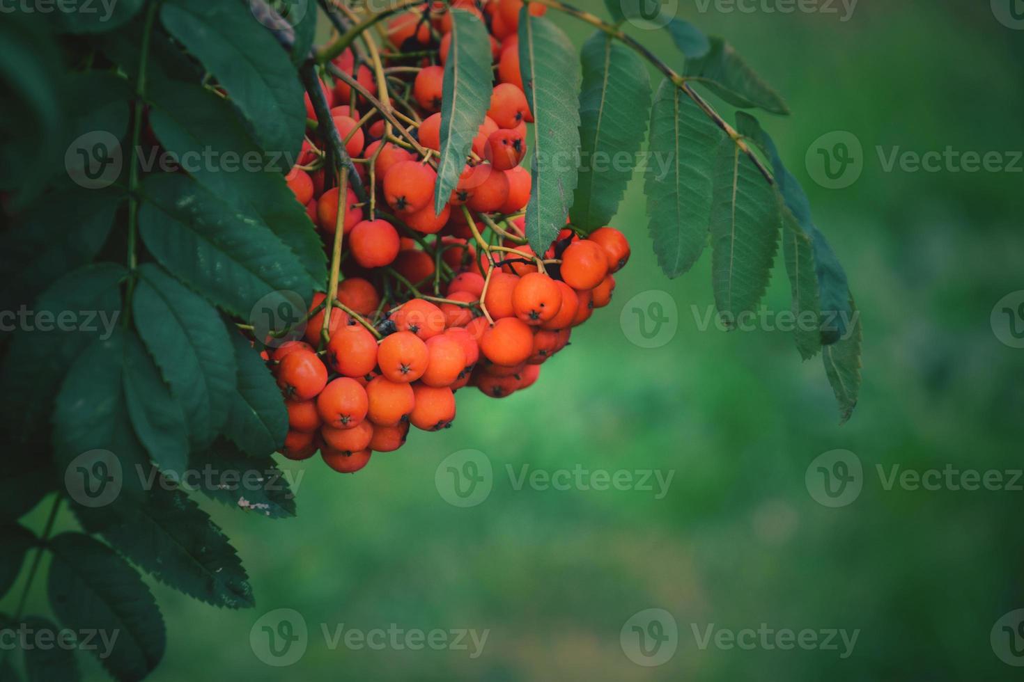 red rowan on the green branch of a tree in the warm rays of the summer sun photo