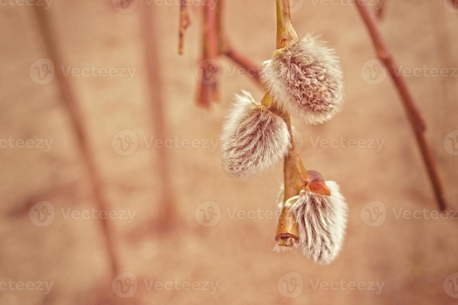 spring fresh willow twig with catkins of warm pastel color photo