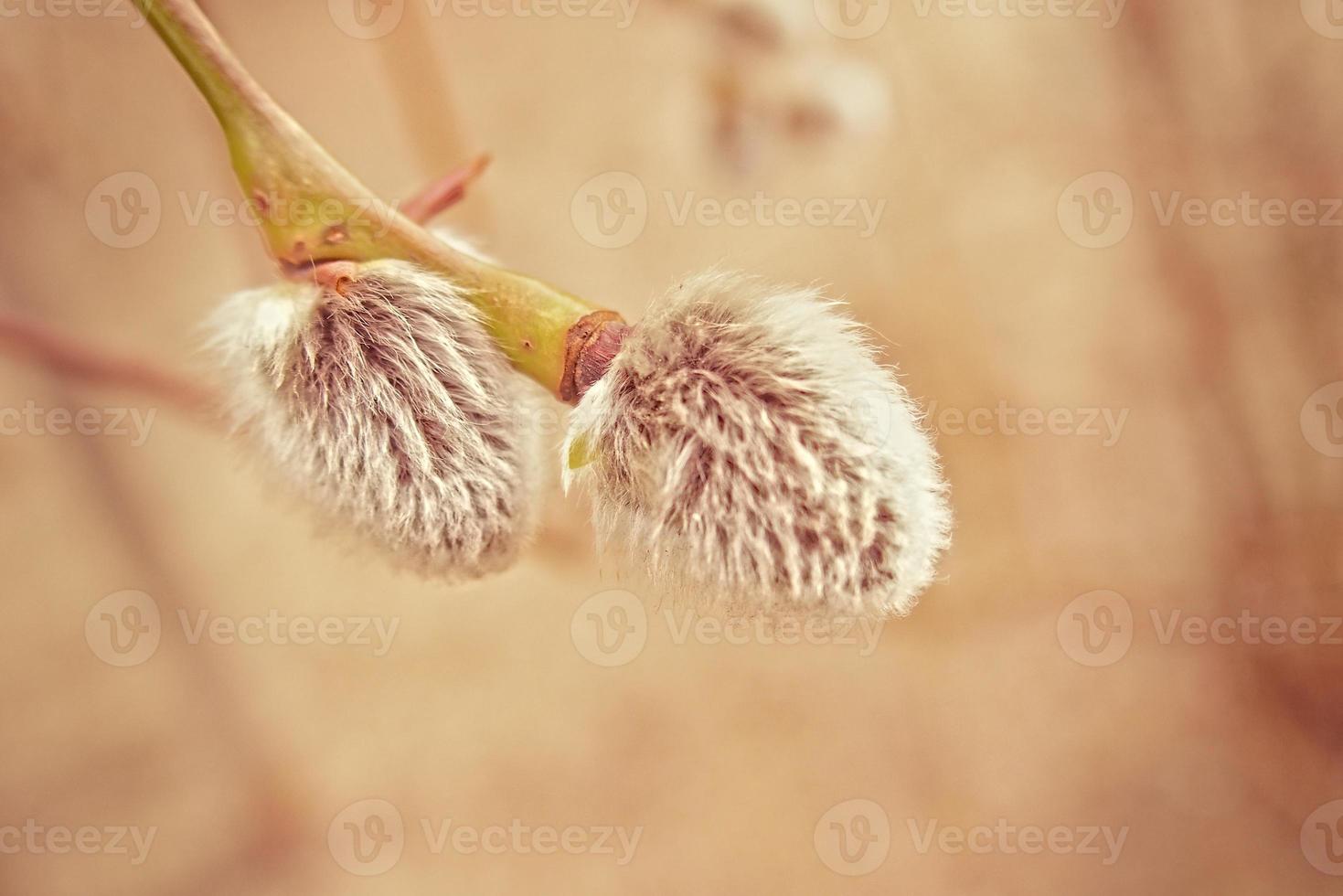 spring fresh willow twig with catkins of warm pastel color photo
