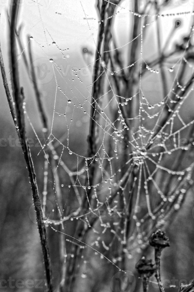 autumn spider web in the fog on a plant with droplets of water photo