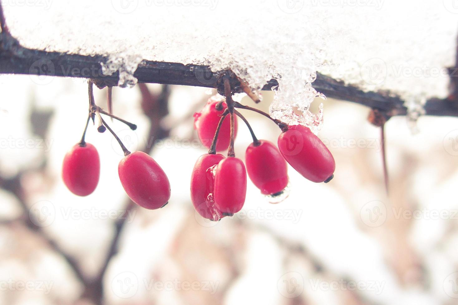 red barberry fruits covered with winter ice photo