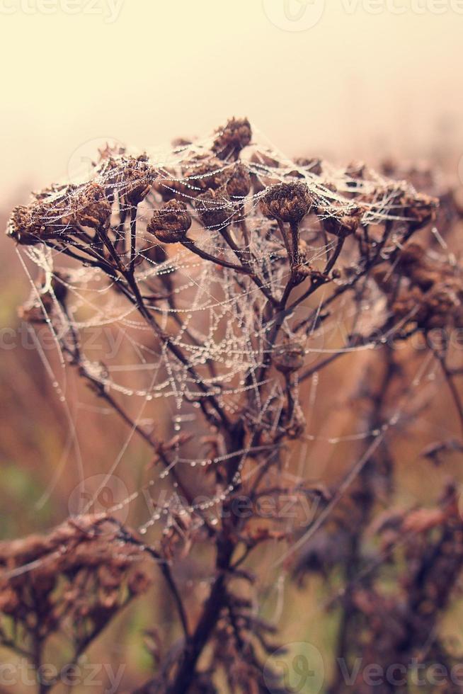 otoño araña web en el niebla en un planta con gotas de agua foto