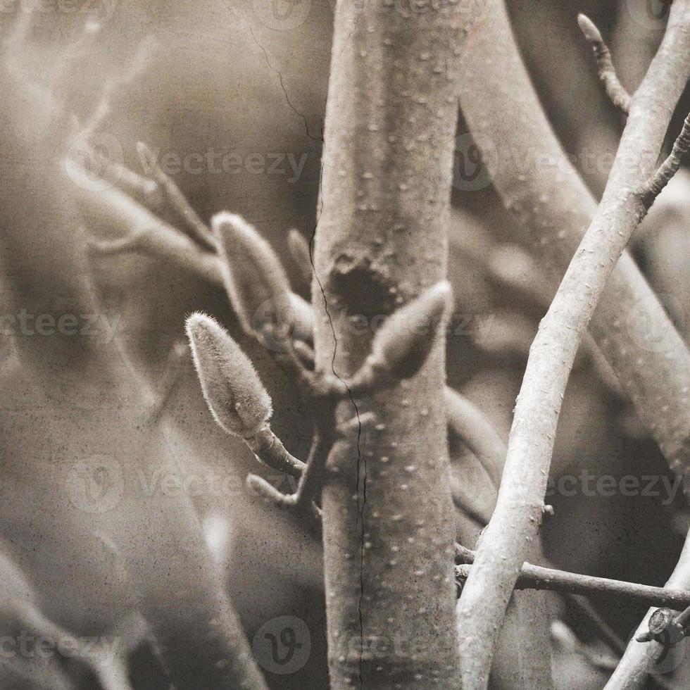 natural willow little willow twig with catkins photo