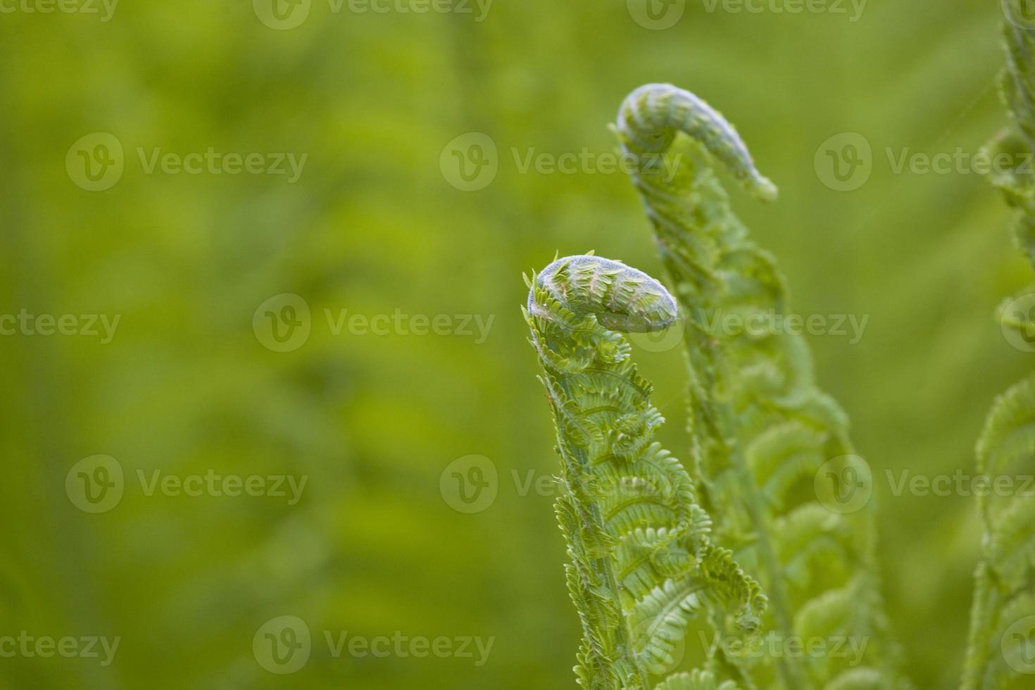 bright green background with young spring fern leaves photo
