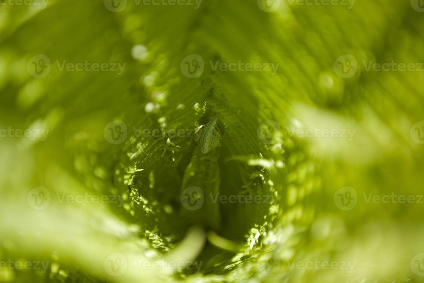 brillante verde antecedentes con joven primavera helecho hojas foto