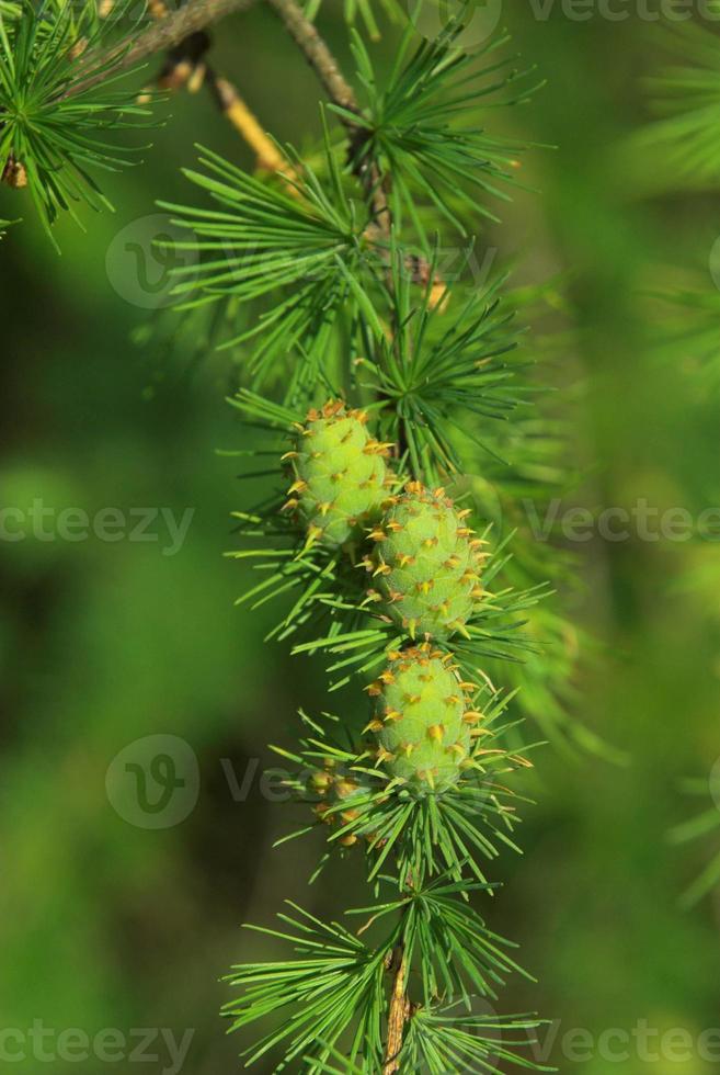 pine green restock