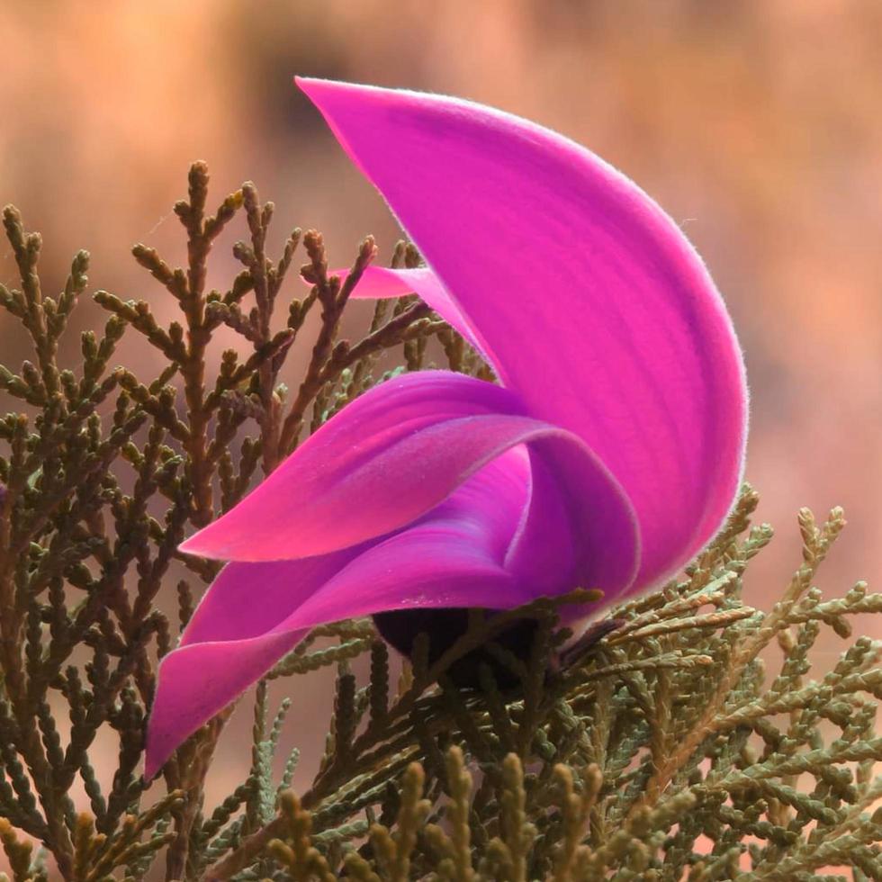 Beautiful floral pattern photo