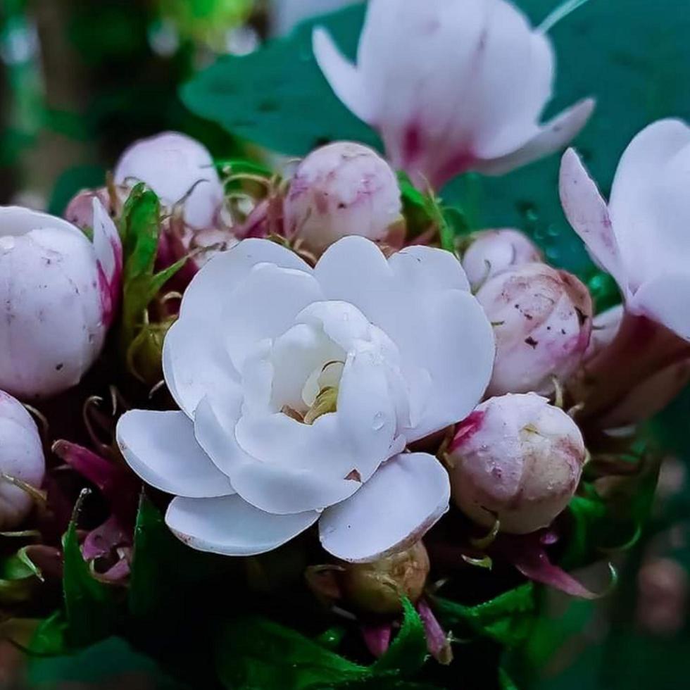 Beautiful floral nature photo