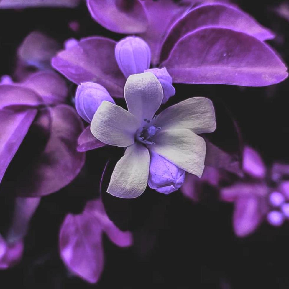 Blooming flower in the garden photo