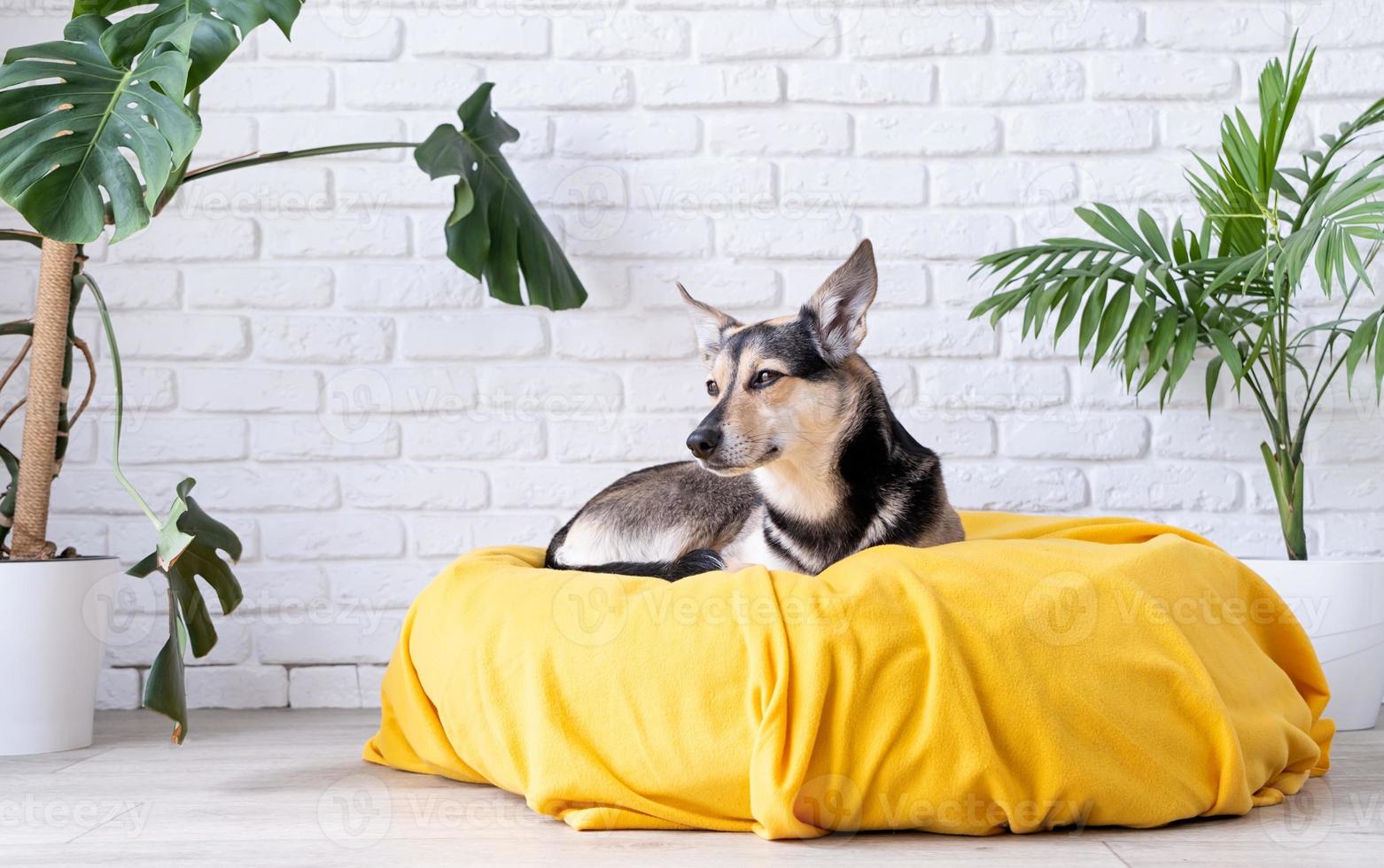 Cute mixed breed dog lying on yellow bed at home looking attentively , home plants on the background photo