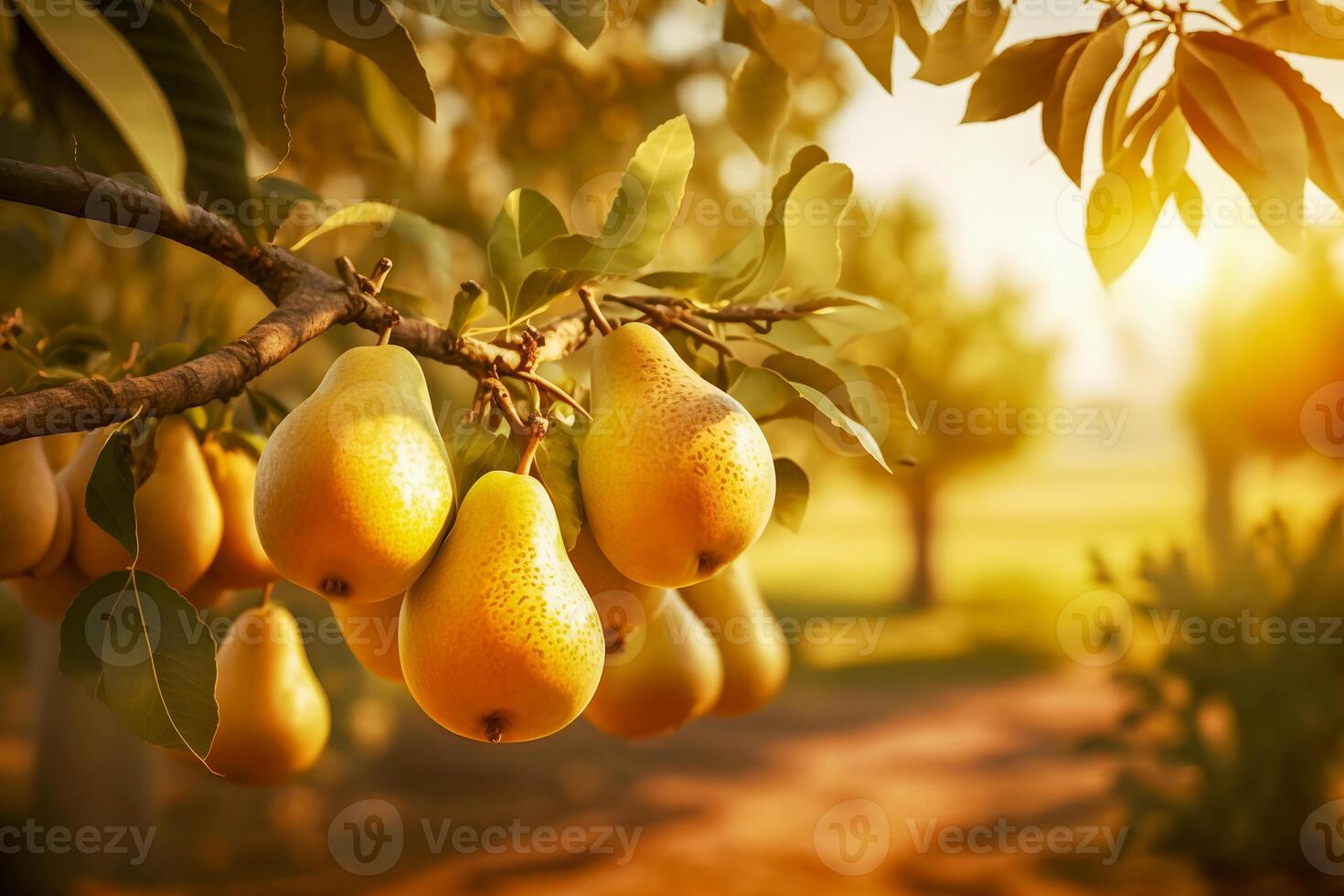 Fruit farm with pear trees. Branch with natural yellow pears on blurred background of pears orchard in golden hour. Concept organic, local, season fruits and harvesting. photo