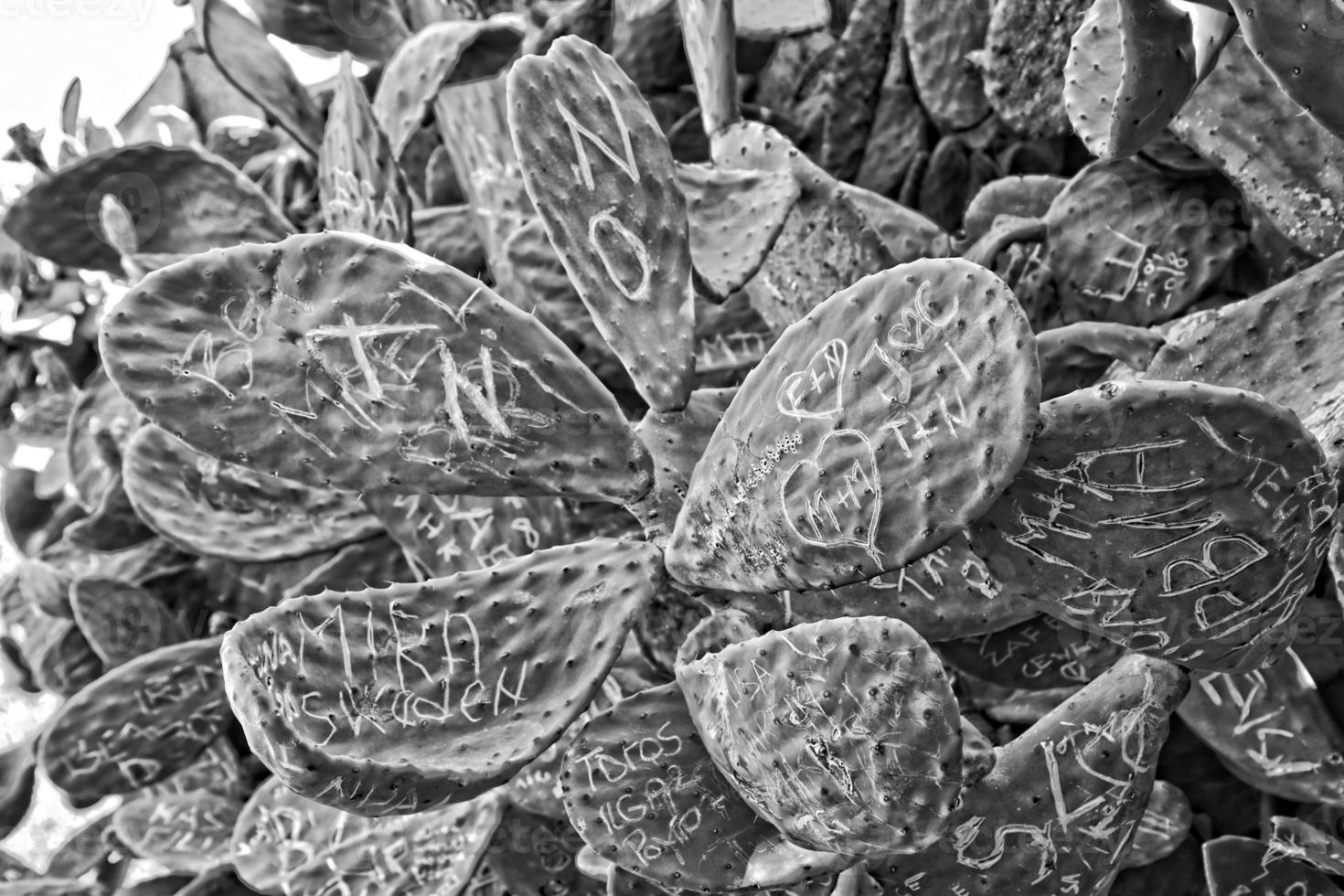 large cactus background destroyed by inscriptions in close-up photo