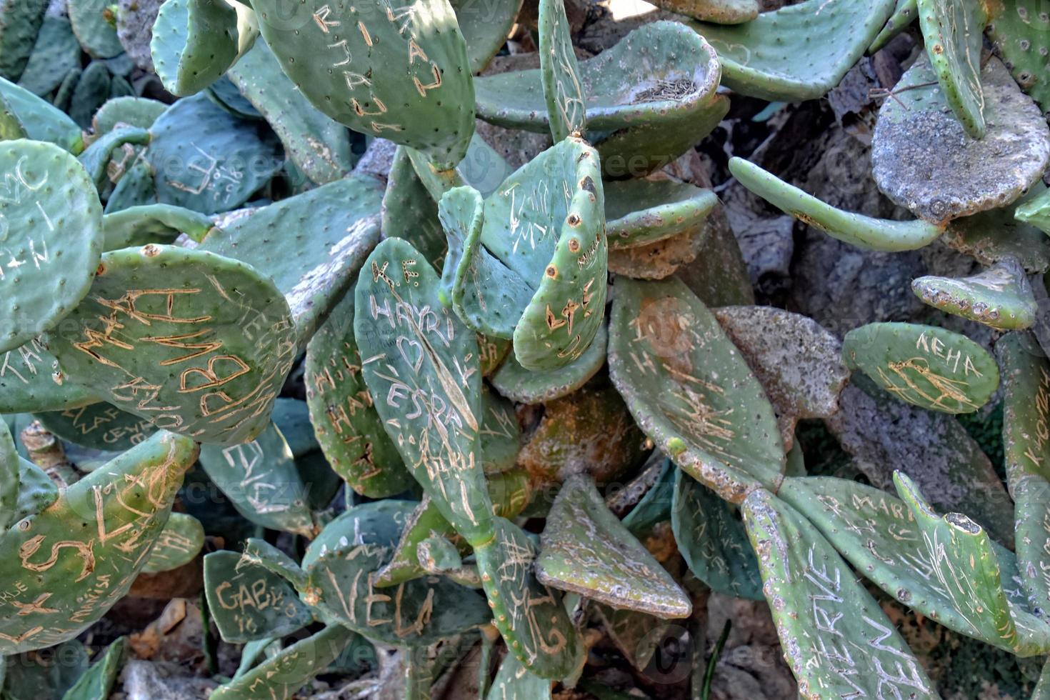 large cactus background destroyed by inscriptions in close-up photo