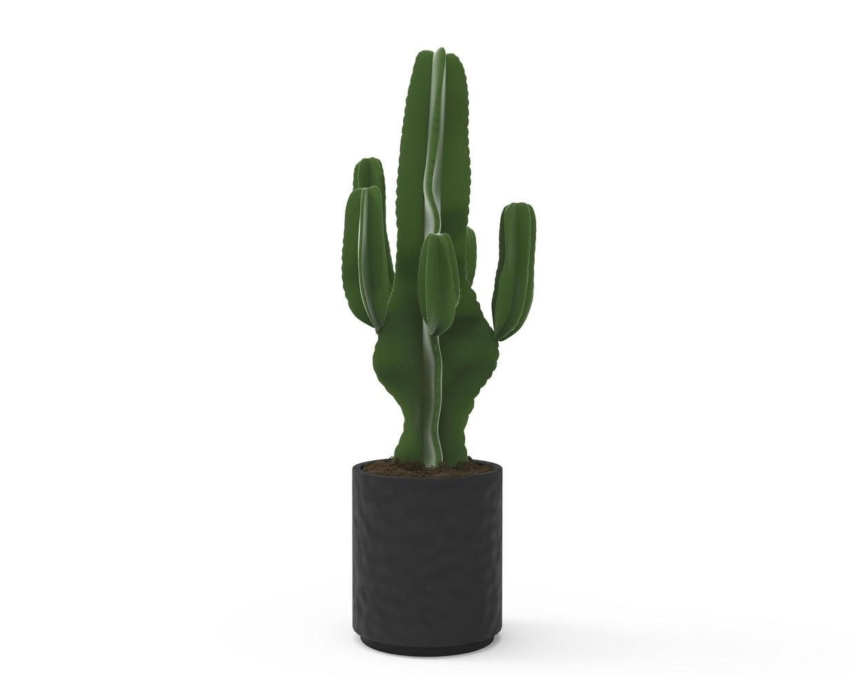 Green cactus in a black  pot on a white background, For decoration and preferences photo