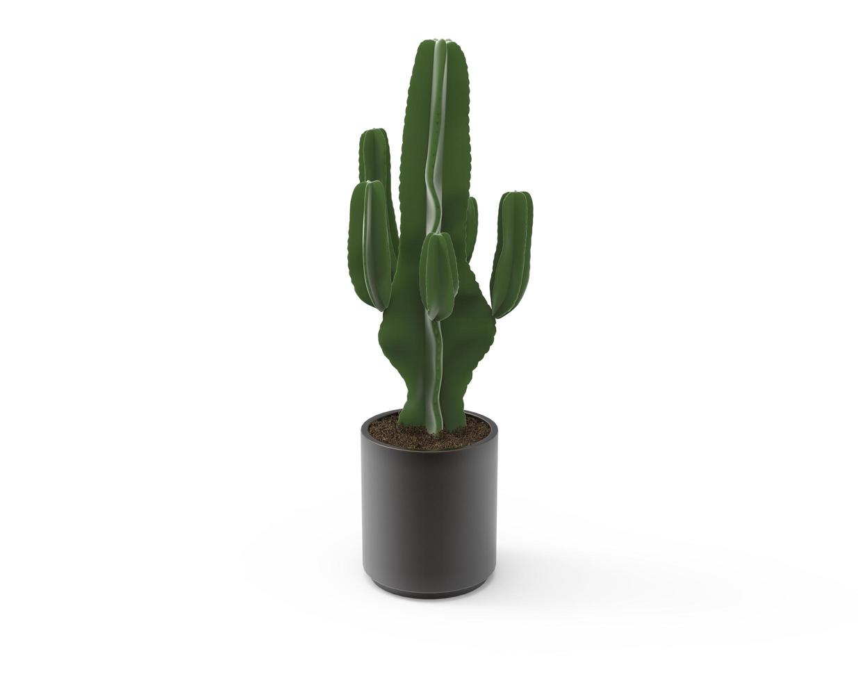 Green cactus in a black  pot on a white background, For decoration and preferences photo