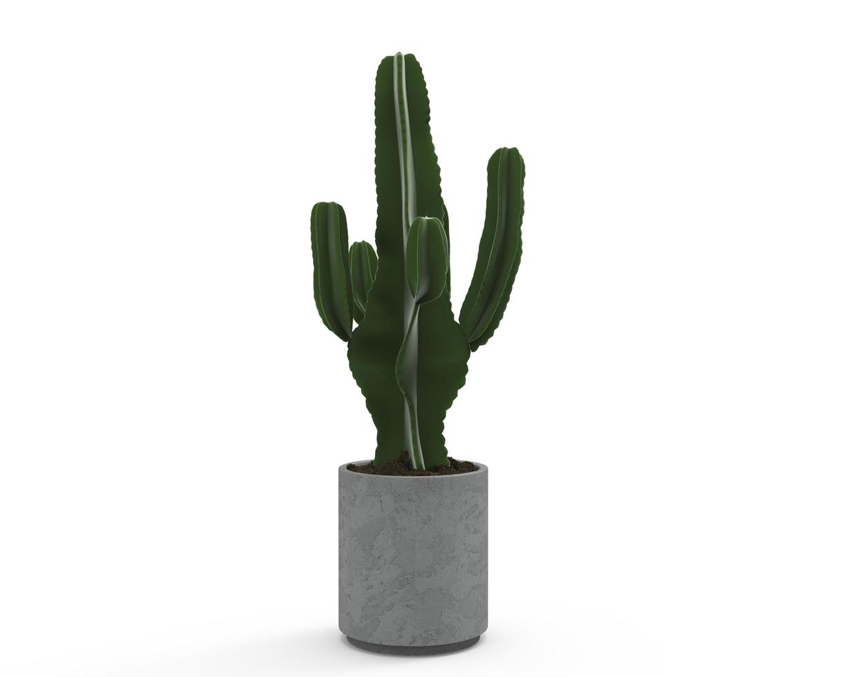 verde cactus en un gris maceta en un blanco fondo, para decoración y preferencias foto