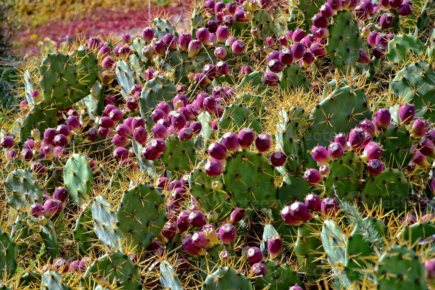 original prickly prickly pear cactus growing in a natural habitat