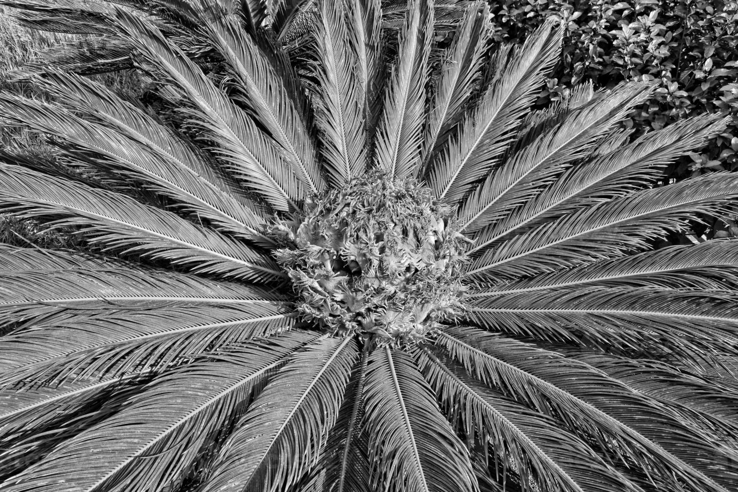 l interesting original exotic background of green palm leaf in close-up photo