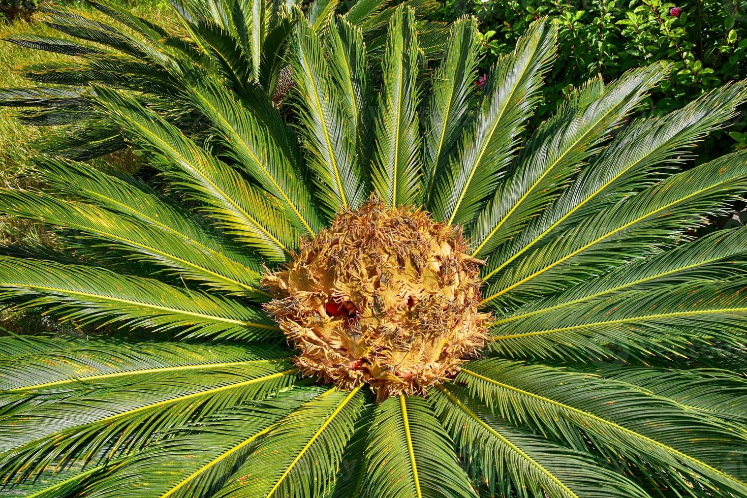 l interesting original exotic background of green palm leaf in close-up photo