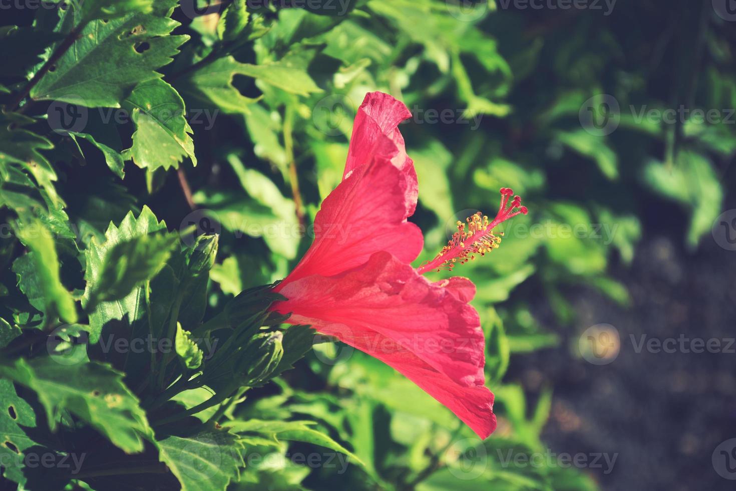 blooming hibiscus flower growing in the garden among green leaves in a natural habitat photo