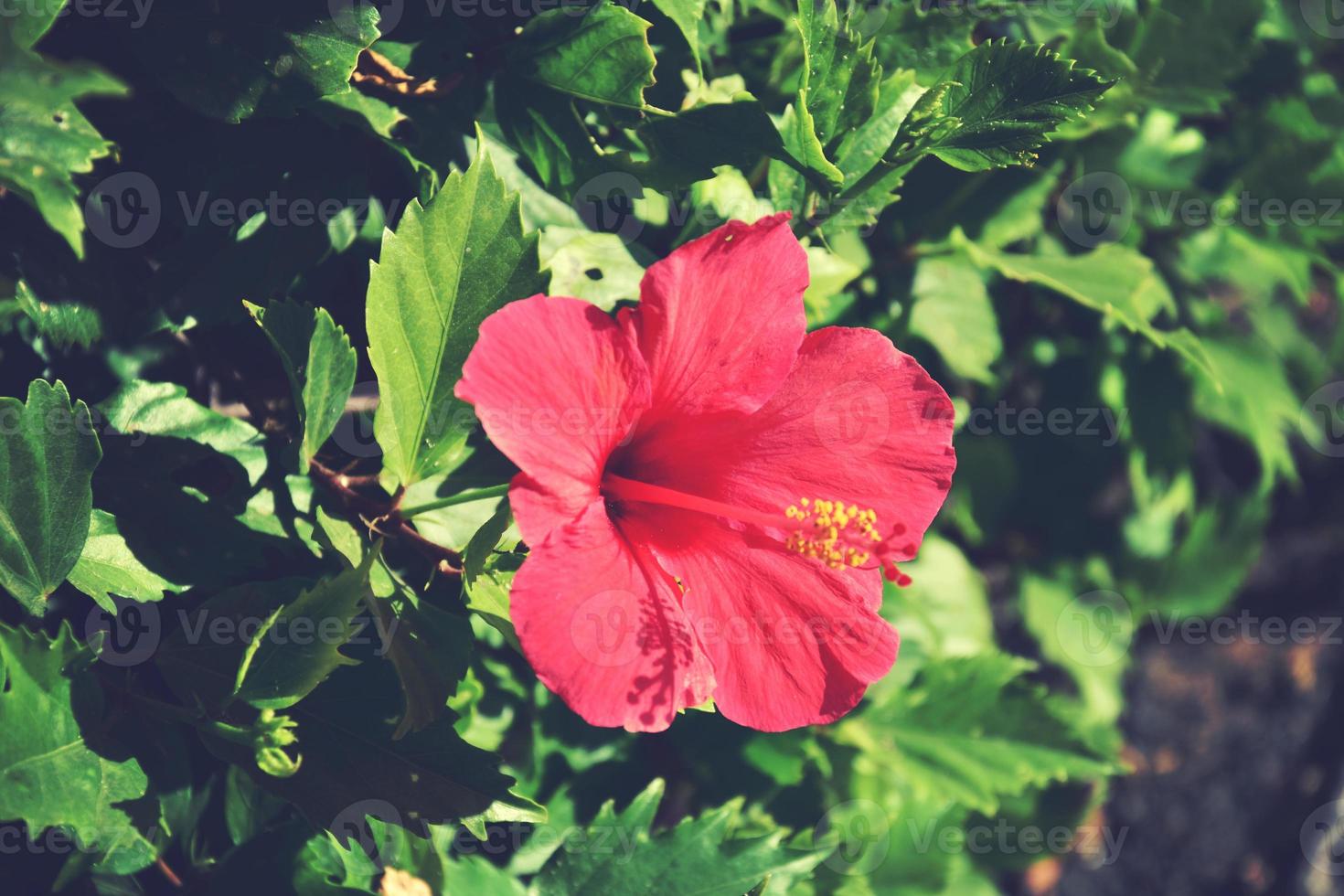 blooming hibiscus flower growing in the garden among green leaves in a natural habitat photo