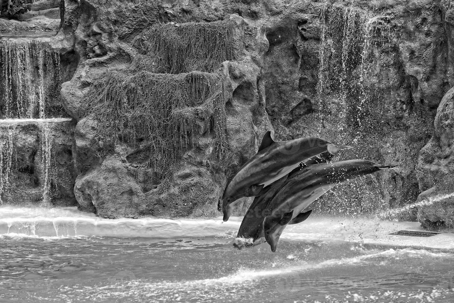 show of training a large adult dolphin mammal in a zoo park on a sunny day photo