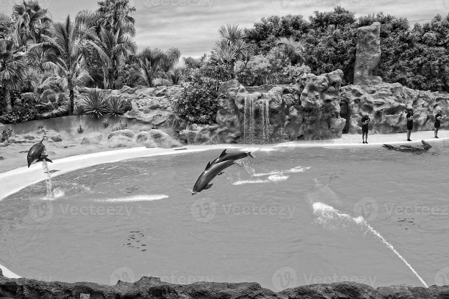 show of training a large adult dolphin mammal in a zoo park on a sunny day photo