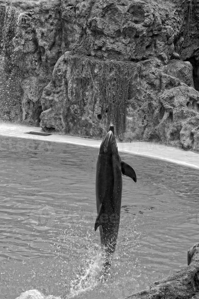 show of training a large adult dolphin mammal in a zoo park on a sunny day photo