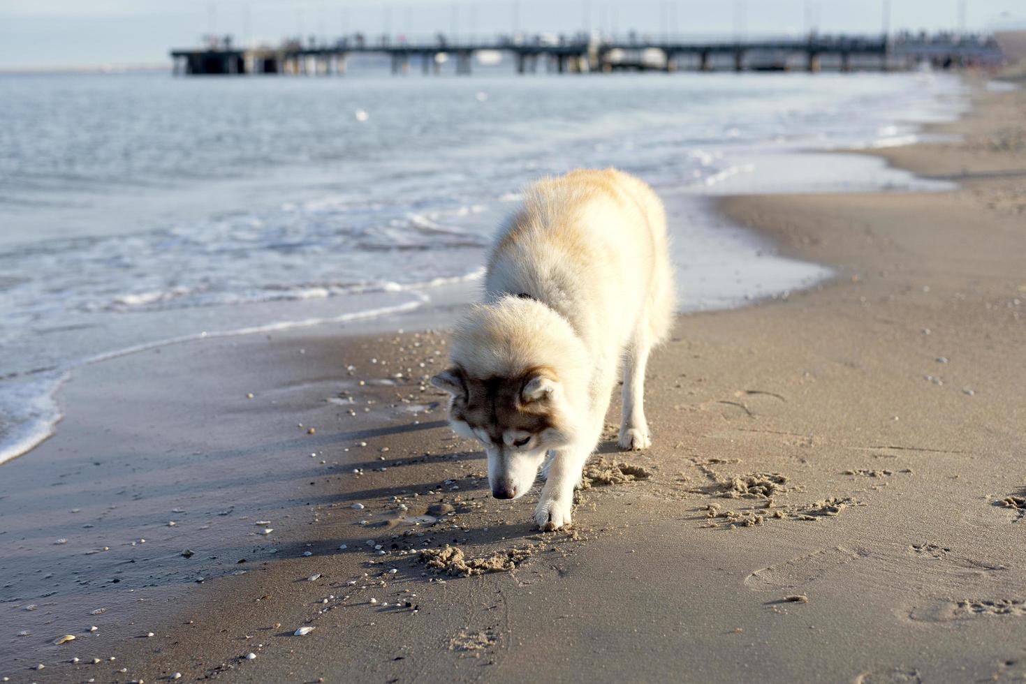 A dog walking on the beach near the sea looking at the sand. photo