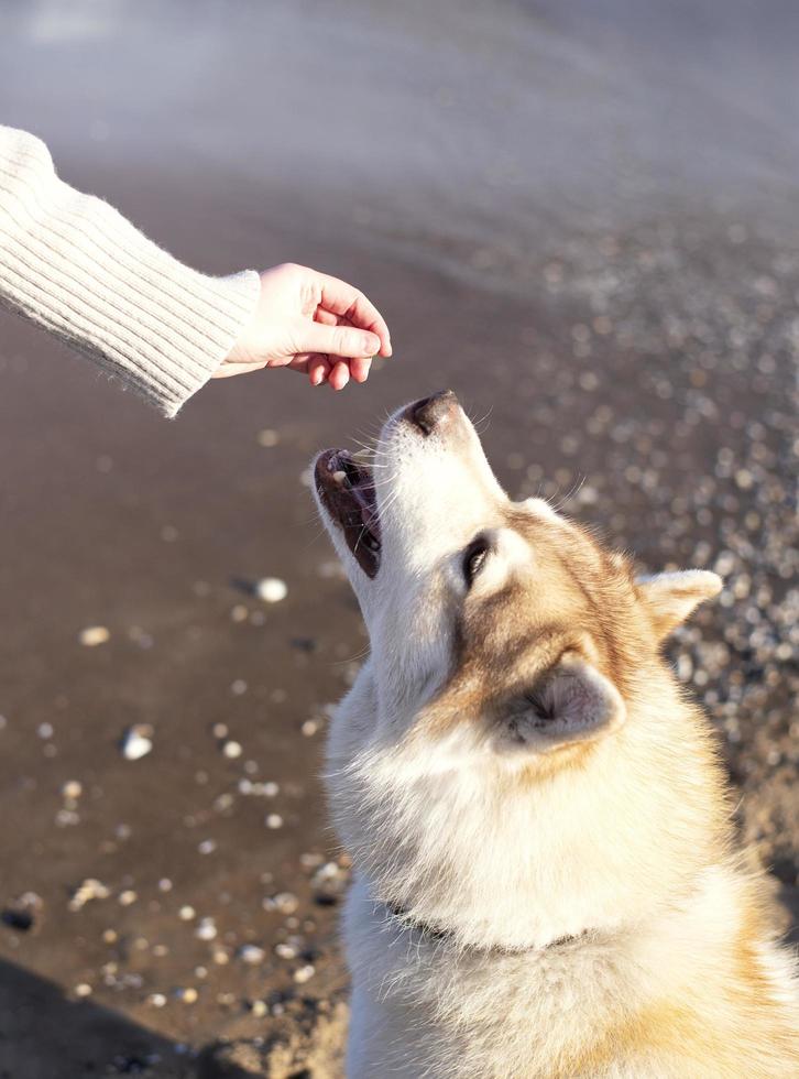 Dog training. Reward. Praise. Husky on the beach. photo