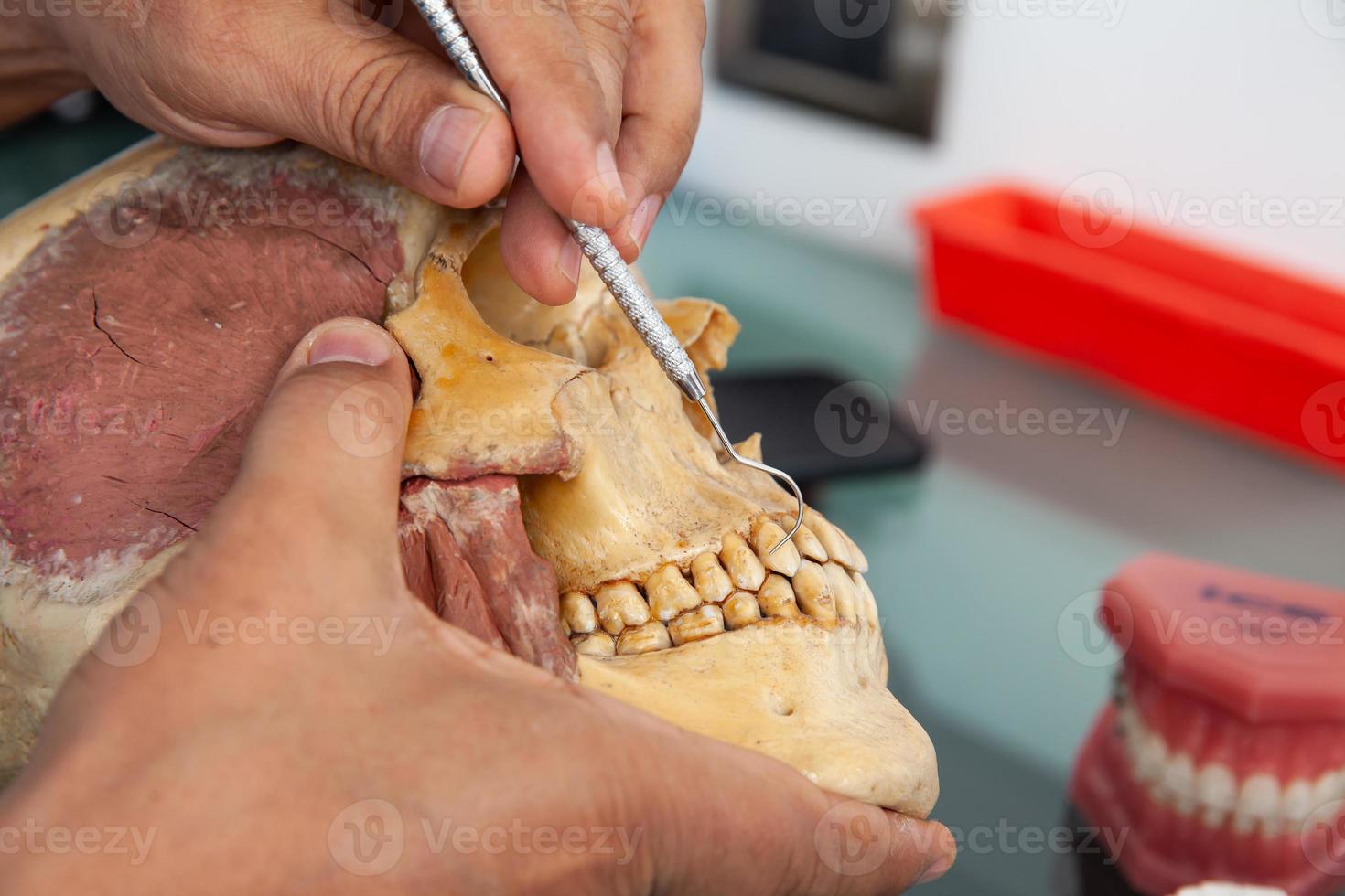 dentista demostración el boca anatomía utilizando un humano cráneo foto