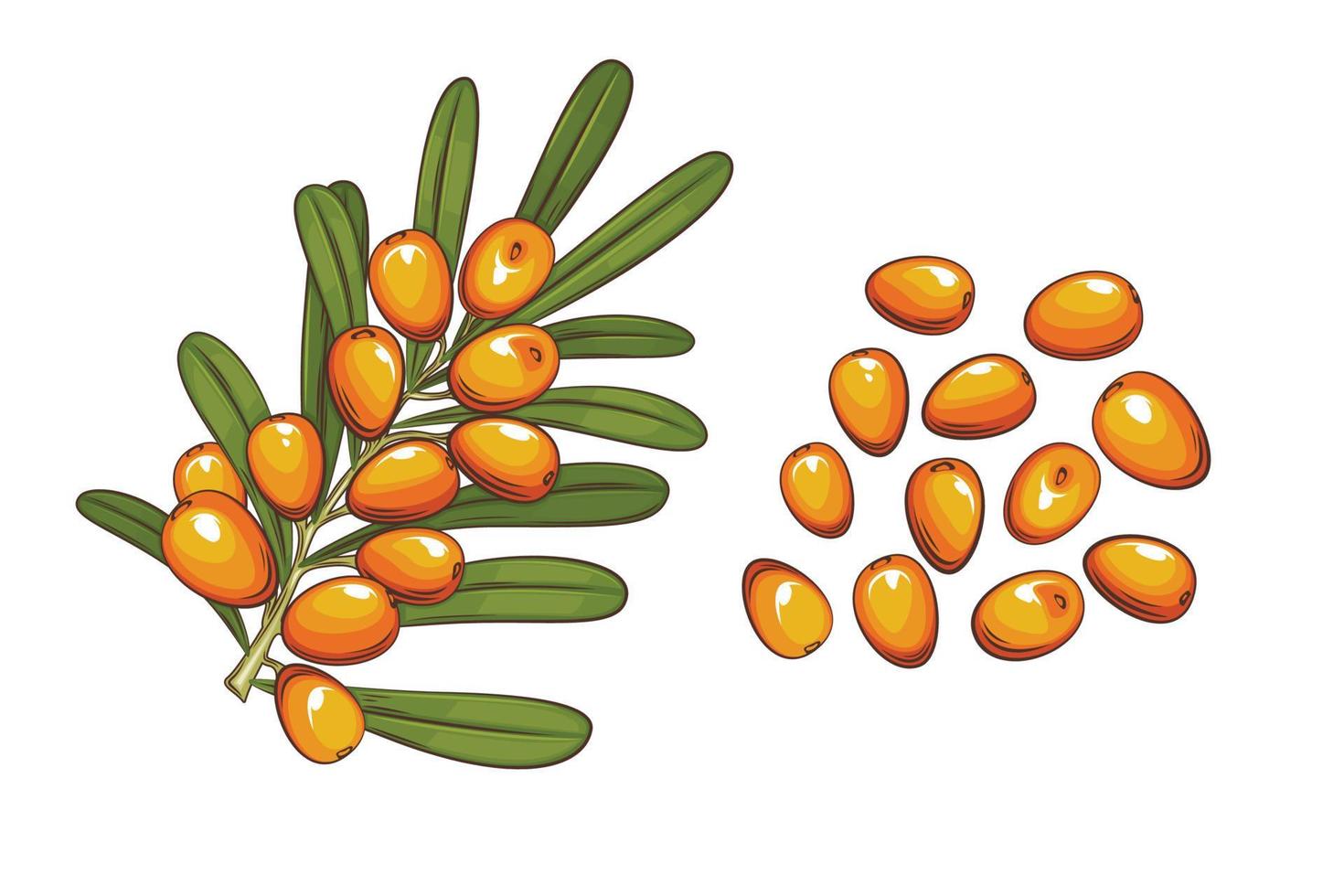 Sea buckthorn Illustration vector