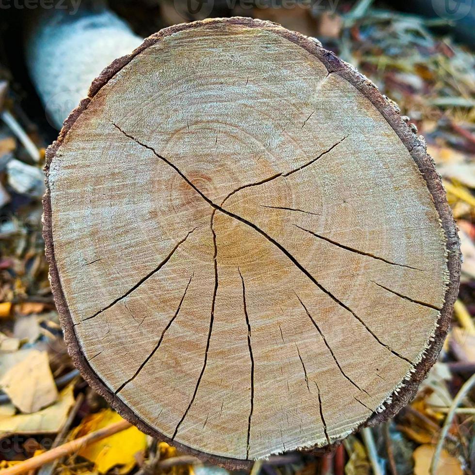 Cut wood log from tree photo